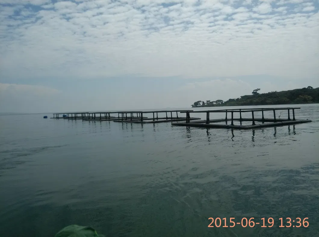 Tilapia Fish Farming Cage for Uganda Market