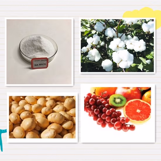 Poudre organique d'acide acétique d'auxine Iaa indole de stimulateur de racine de 99%Tc